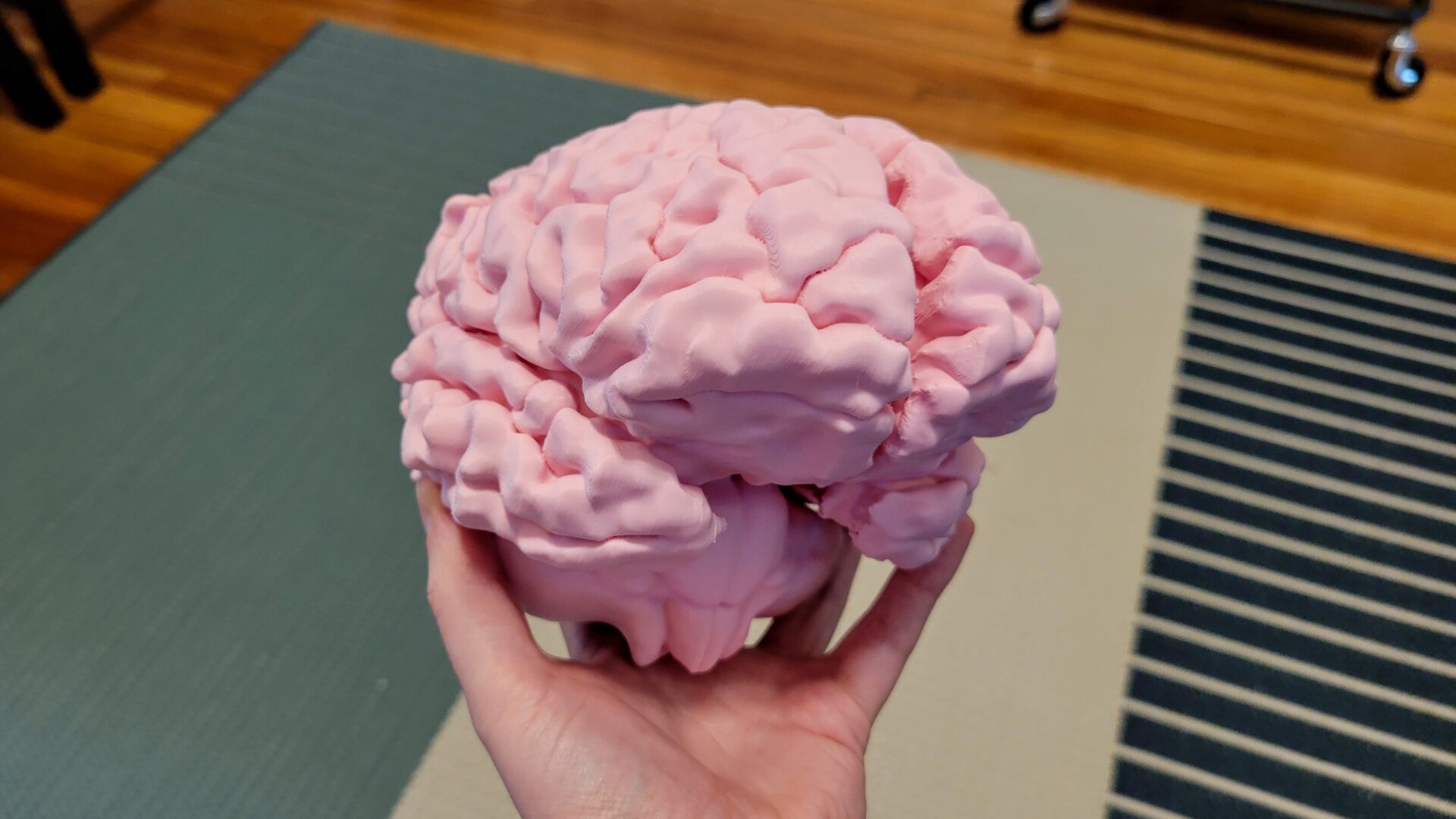 Full-sized brain assembled