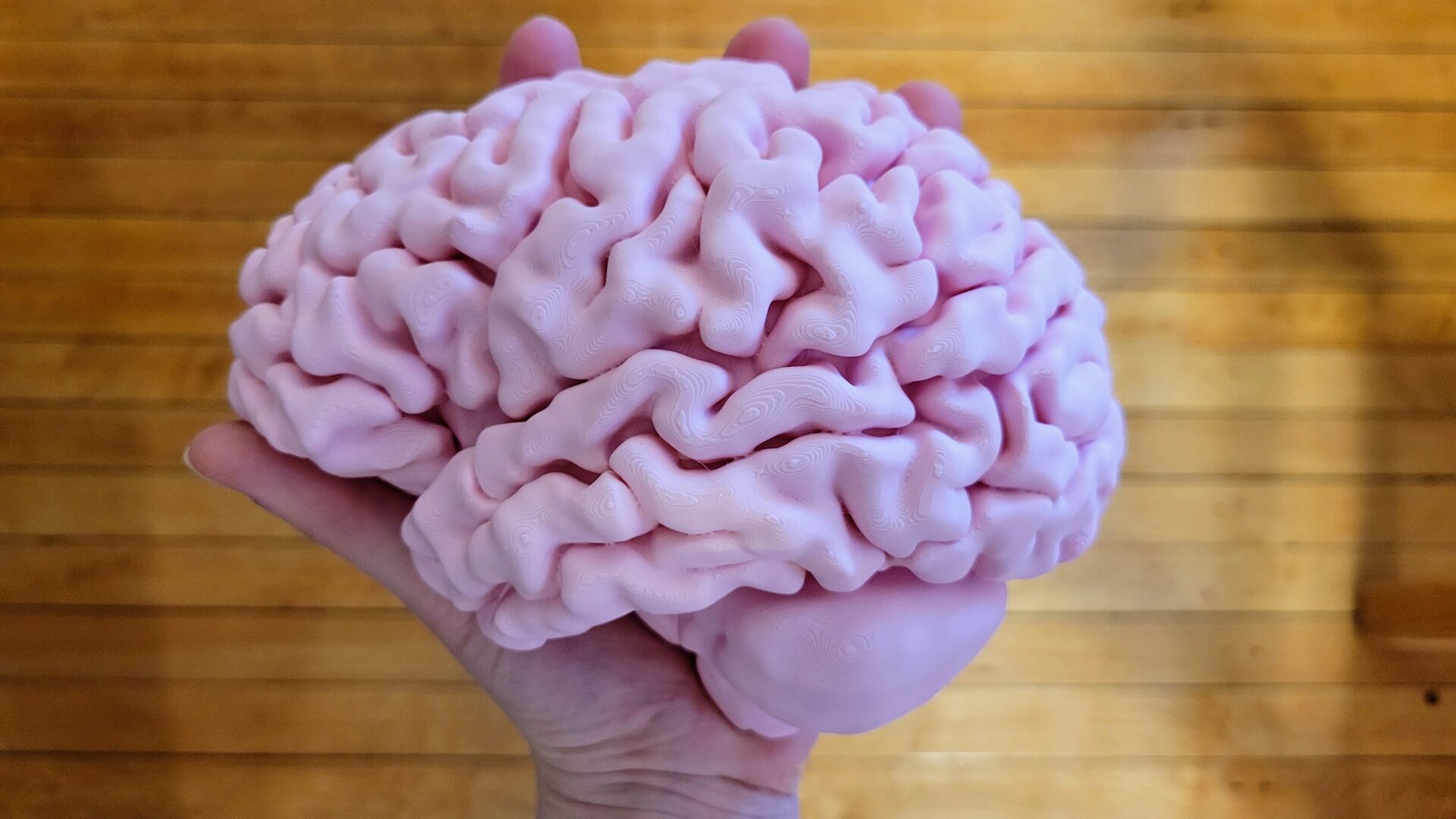 Full-sized brain hemisphere finished
