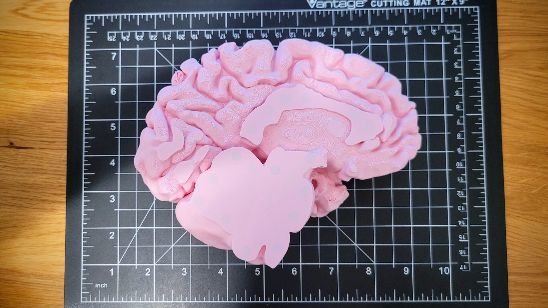 Mid-sagittal plane of finished brain