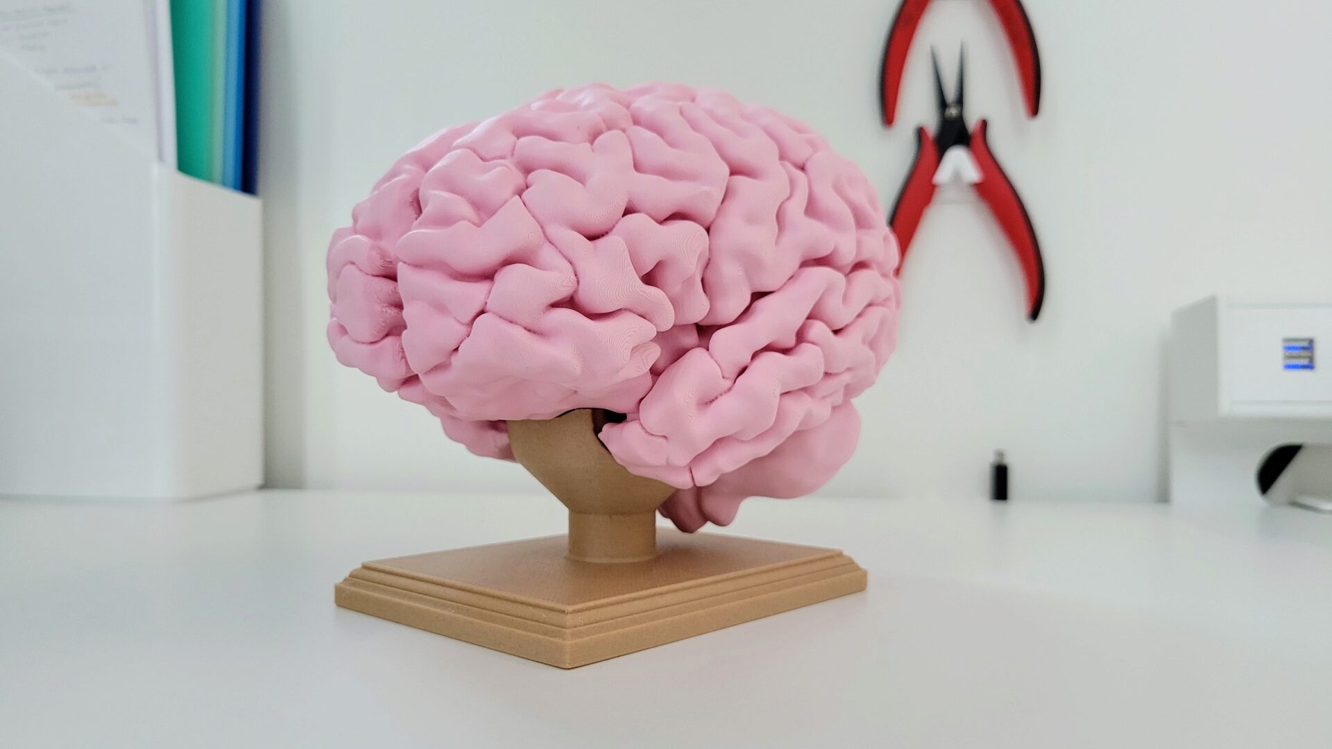 Brain on its stand